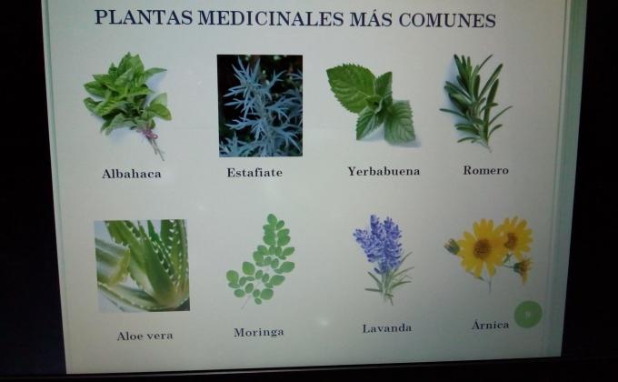 Farmacia Verde