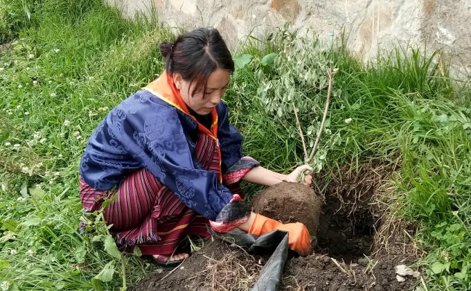 Plantation of plant yearly 