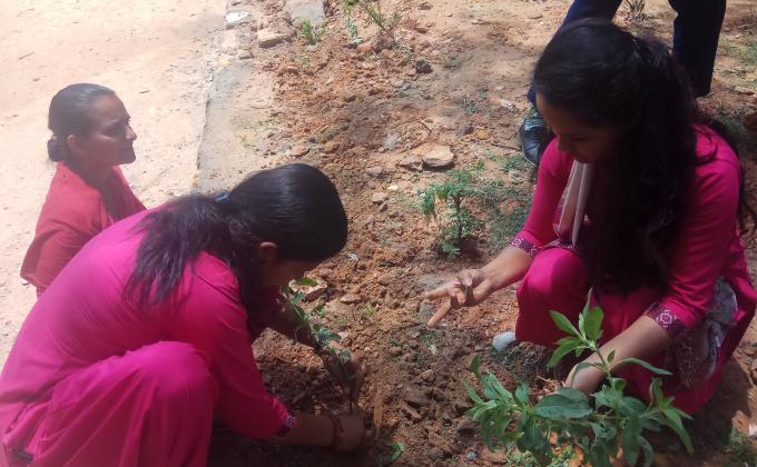 Plantation Around School Area