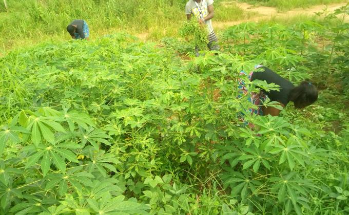 Sharing experiences with farmers in two rural communes in Togo - Partage d'expériences avec les cultivateurs de deux communes rurales au Togo