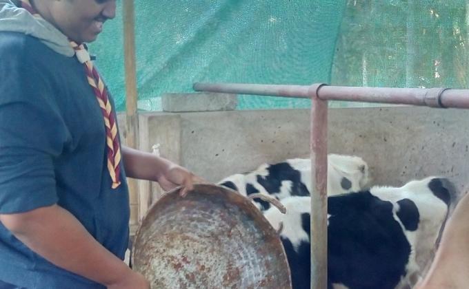 cleaning program and service to cow