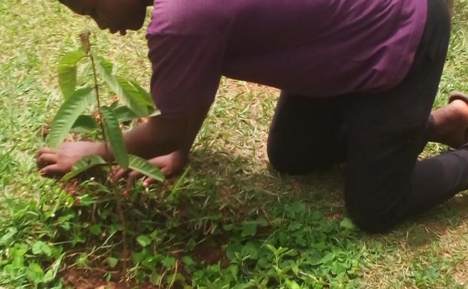 Tree Planting