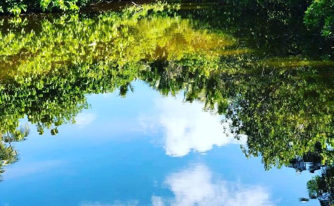 protect mangrove forest