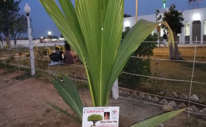 Tree Plantation 