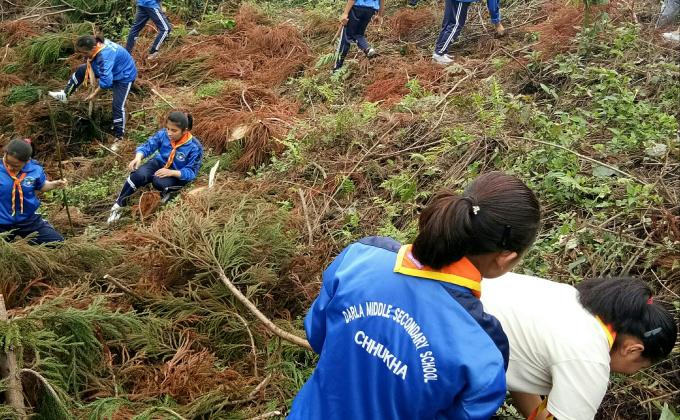 Mass plantation 