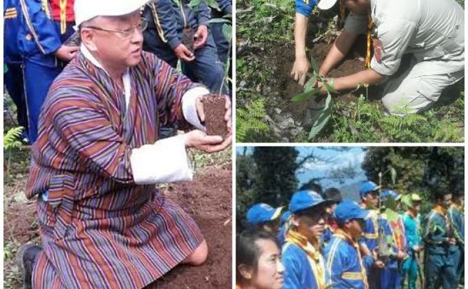Tree plantation 