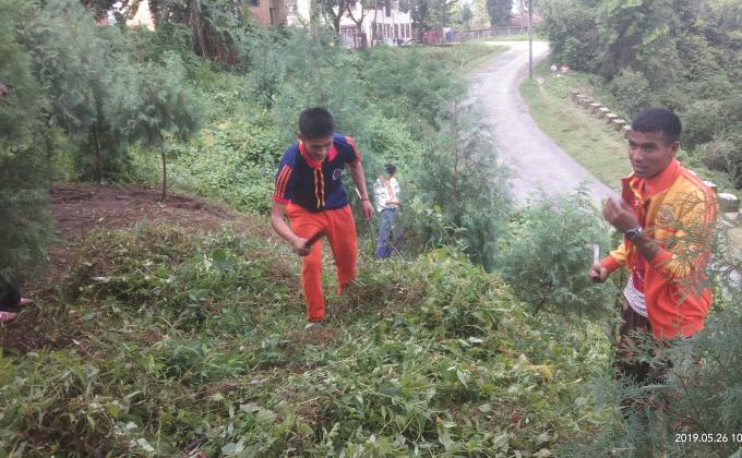Clean environment for better growth of trees