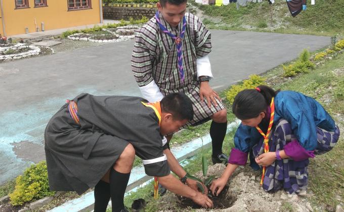 Tree Plantation