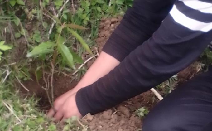 Tree plantation on National Foresty Day