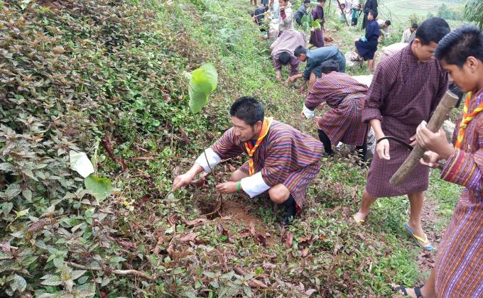 Tree Plantation