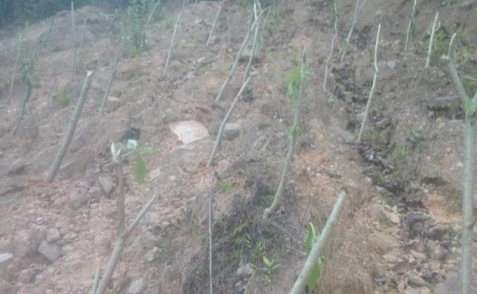 Prevention of landslide and flood