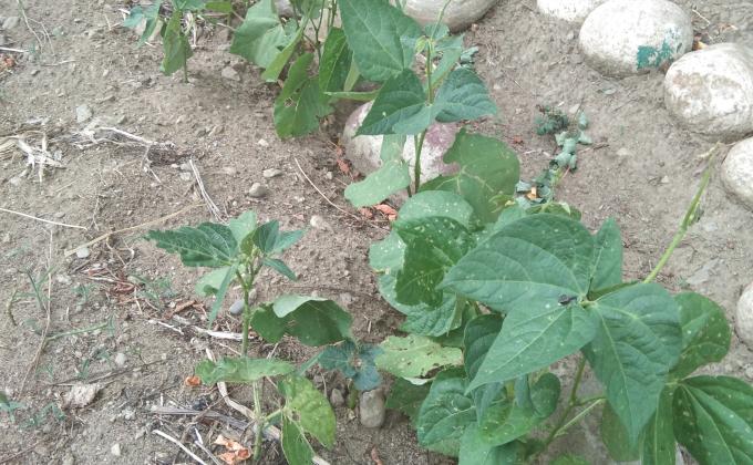 Growing crops