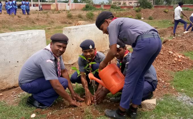 PLANTATION OF SAPLINGS 