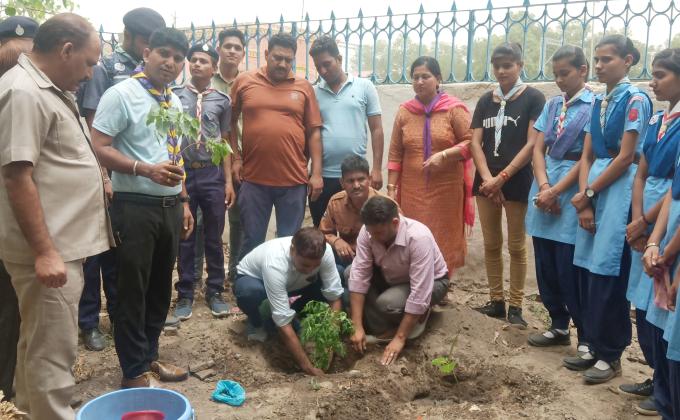 Tree Plantation
