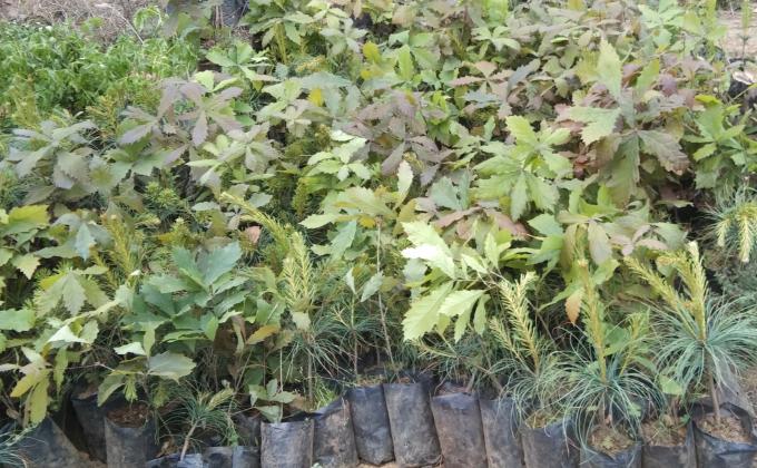 Tree plantation