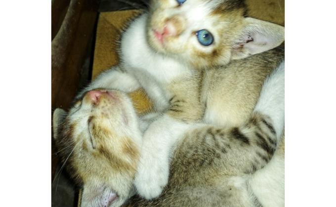 Helped the Cats
