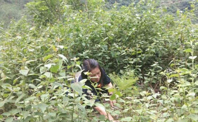 Weeding of plants 