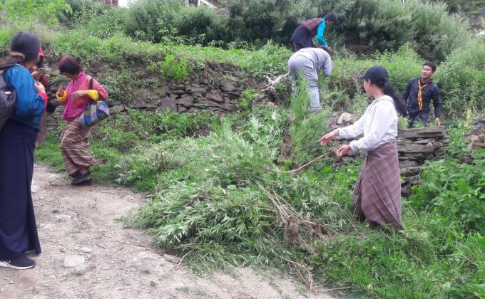 uprooting the marijuana plant