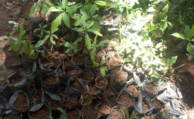Preparing  tree seedlings. 