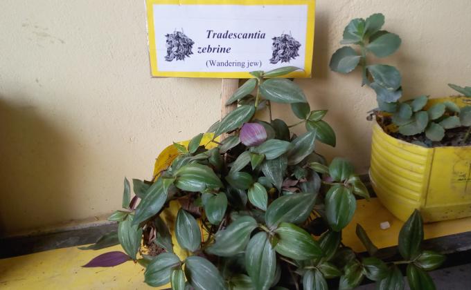Scientific names of flowers in the classroom