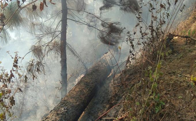 "scout leaders saves lives of nature"