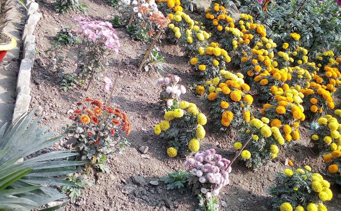 ফুলের বাগান