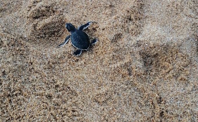 Pelepasan Anak Penyu di Sungai Belacan