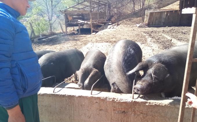 Feedings pigs