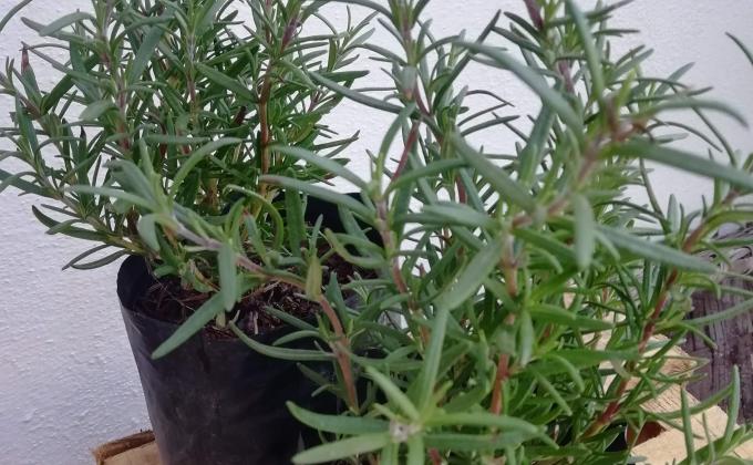 Un Huerto en mi Hogar