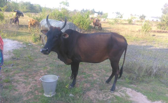 sankalap # love to animal