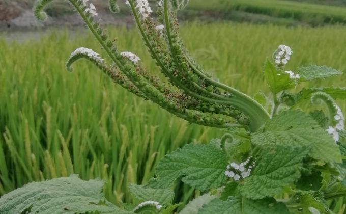 প্রকৃতি পর্যবেক্ষন 