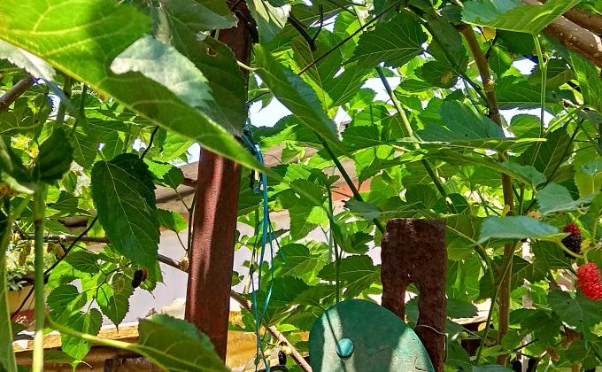 Challenge #Goorganic