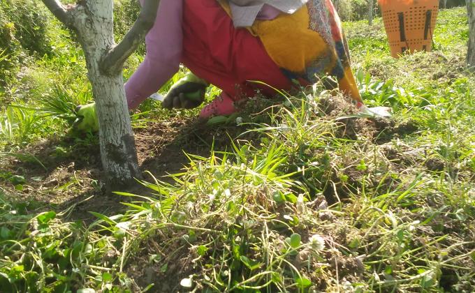 GARDENING ( #GOODTURN)