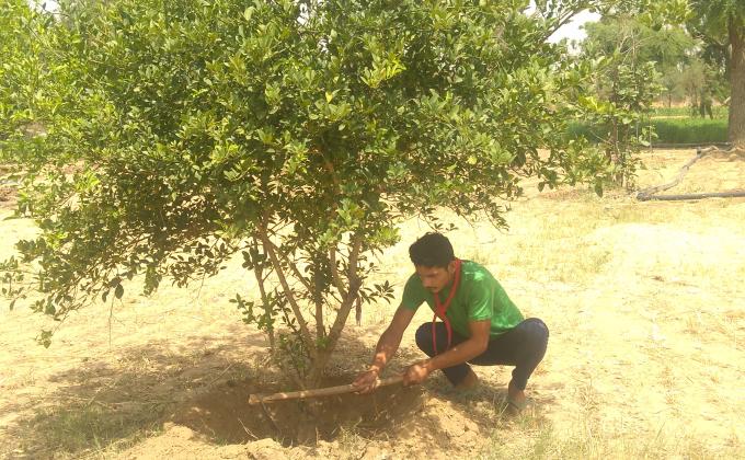 Weeding and water in plants.