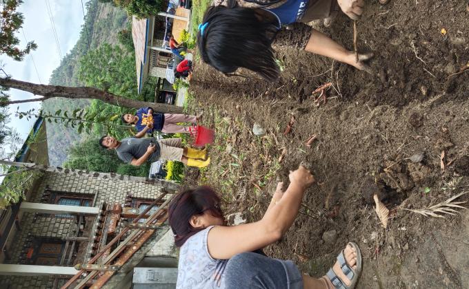 Green tea plantation