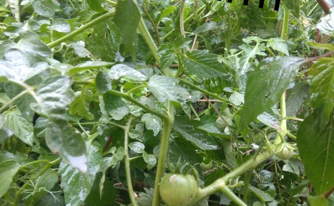 [B] Environment & Sustainability ➢ Challenge 4 – #Goorganic