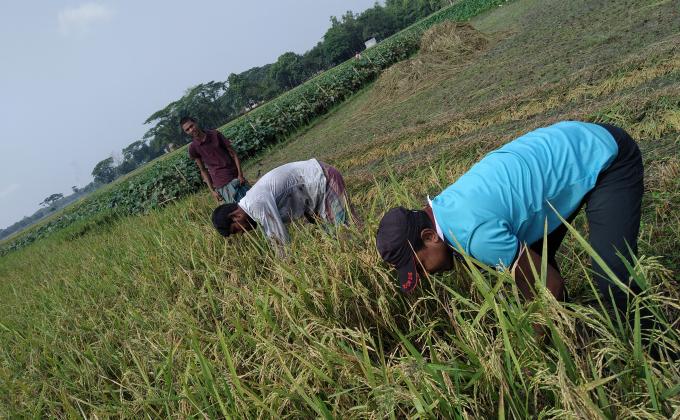 কোভিট ১৯ এর প্রভাবে কৃষক ধান কাটার মানুষ পাচ্ছে না  তাই গরীব চাষীদের ধান কেটে দিচ্ছি আমরা কয়েকজন মিলে।