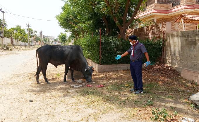 बेजुबान पशुओ को खाना खिलाया