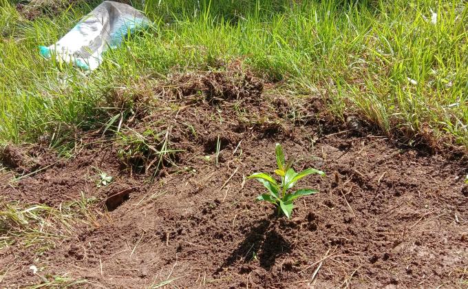 Fruit Saplings for Future Generation