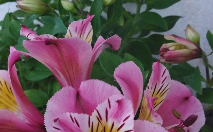 Footpath flower stands