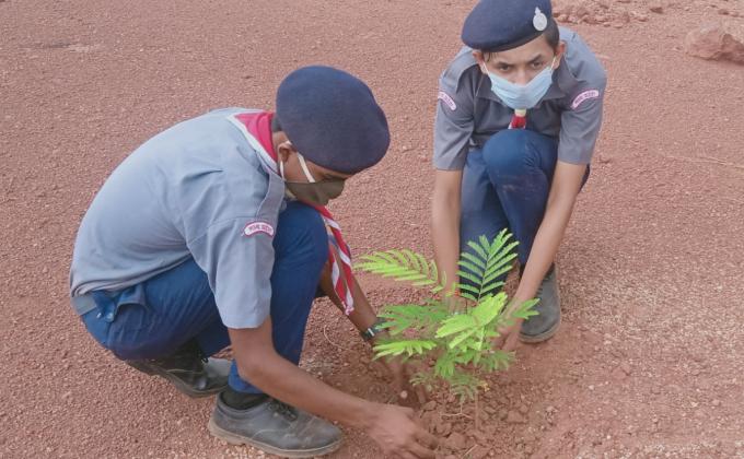 plantation plants to earth