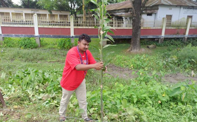 গাছ লাগানো