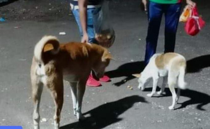 স্কাউট জীবের প্রতি সদয়