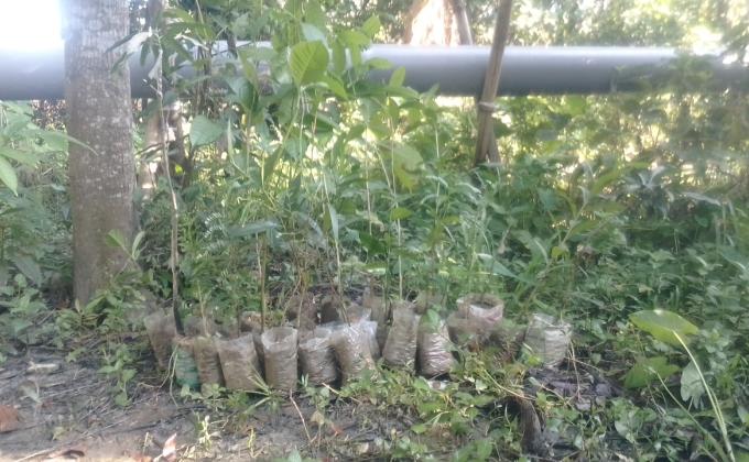 Tree Plantation.(3rd Time)