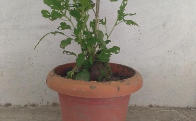 Activity - 8.9  [ Plant a tree ]