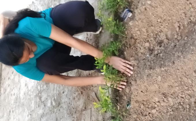 Plant a tree