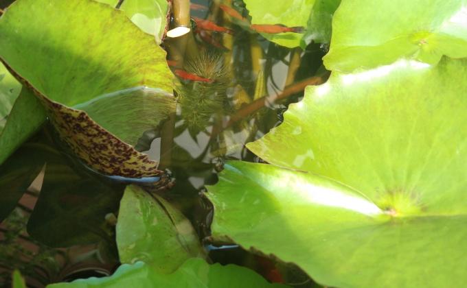 ช่วยให้อาหารปลา