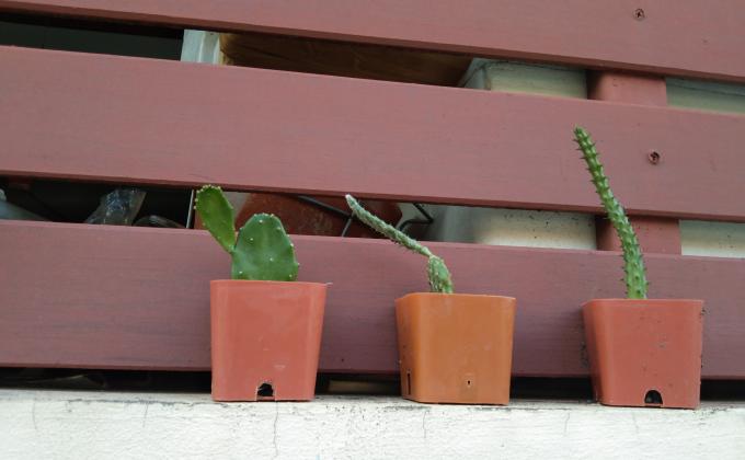 รดน้ำต้นไม้