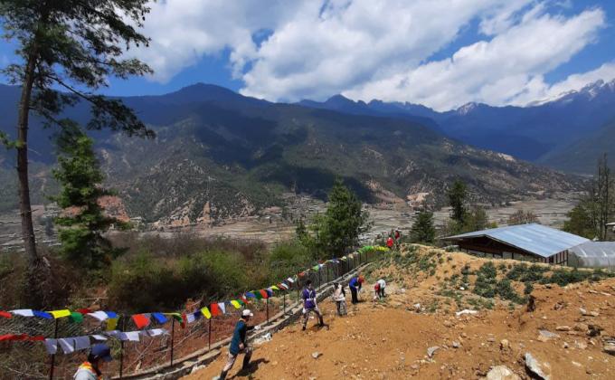 Plantation of saplings