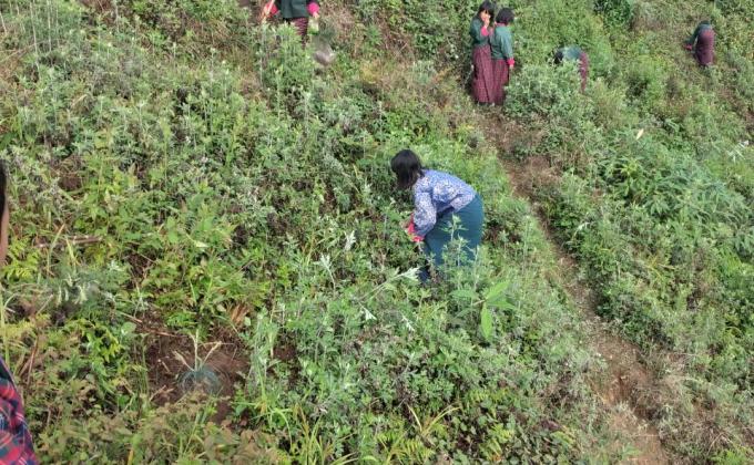 Tree plantations on Earth Day 2021